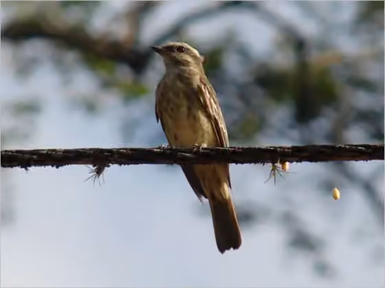 Dokumentasi Legatus leucophaius
