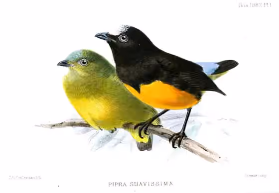 Ilustrasi Lepidothrix suavissima