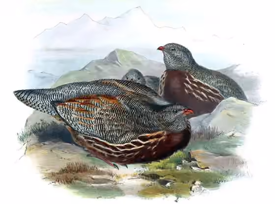 Ilustrasi Lerwa lerwa