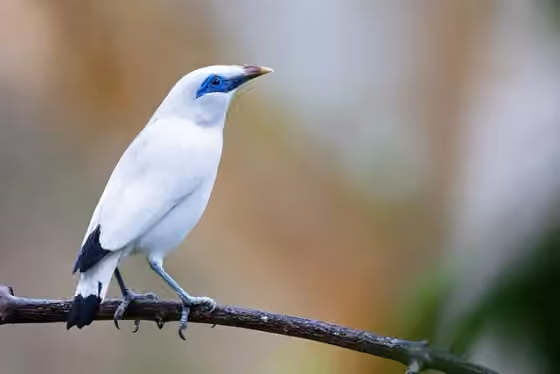 Dokumentasi Leucopsar rothschildi
