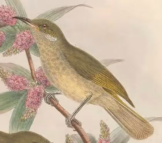 Ilustrasi dokumenter Lichmera argentauris