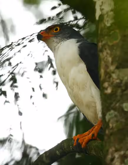 Dokumentasi Leucopternis semiplumbeus