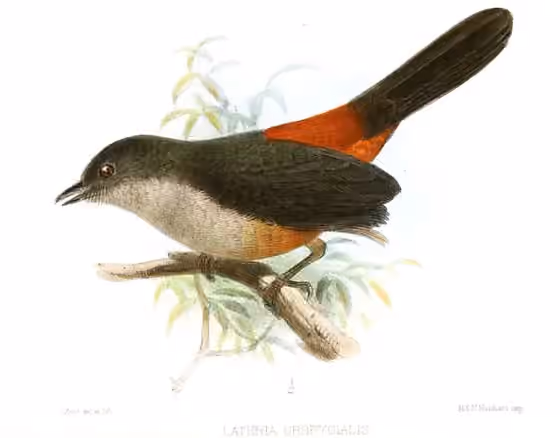 Ilustrasi Lipaugus uropygialis
