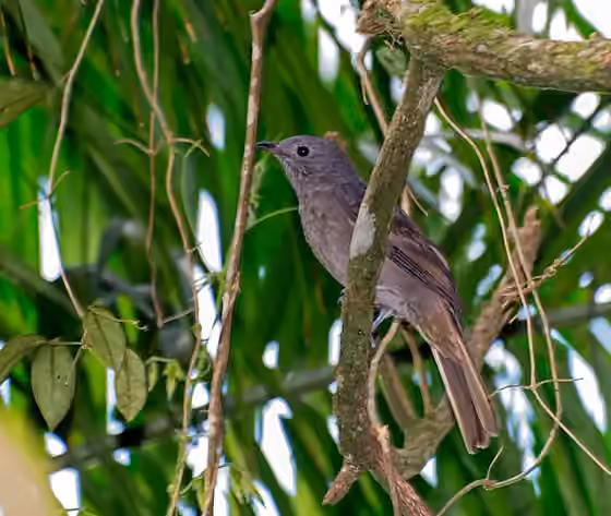 Dokumentasi Lipaugus lanioides