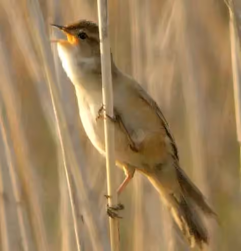 Dokumentasi Locustella pryeri