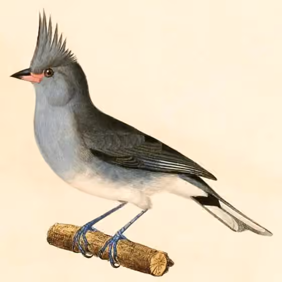 Ilustrasi dokumenter Lophospingus griseocristatus