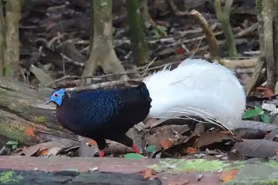 Dokumentasi Lophura bulweri