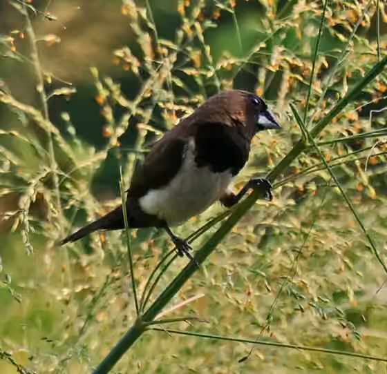 Dokumentasi Lonchura leucogastroides