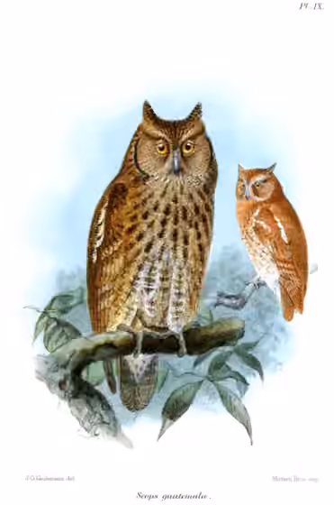 Ilustrasi Megascops guatemalae