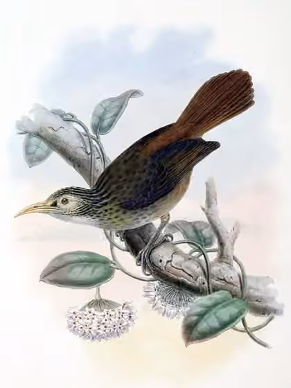 Ilustrasi dokumenter Meliarchus sclateri