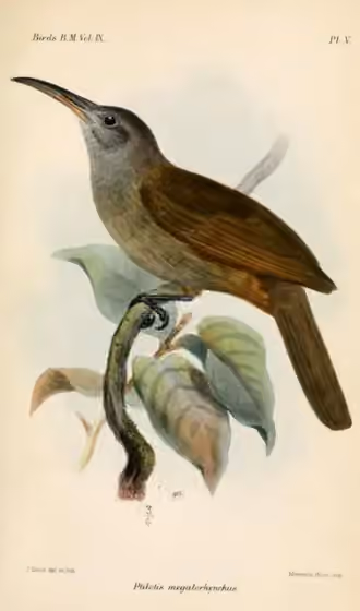 Ilustrasi Melilestes megarhynchus
