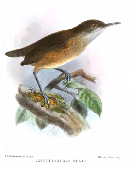 Ilustrasi Macrosphenus kempi