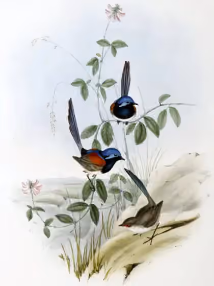 Ilustrasi Malurus pulcherrimus