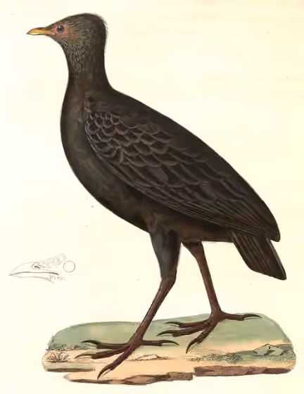 Ilustrasi Megapodius freycinet