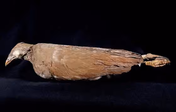 Spesimen museum Megapodius bernsteinii