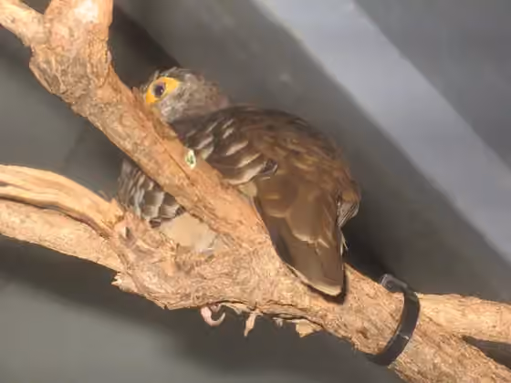 Dokumentasi Metriopelia morenoi
