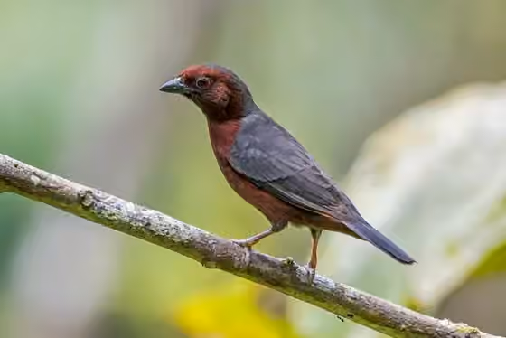 Dokumentasi Nigrita bicolor