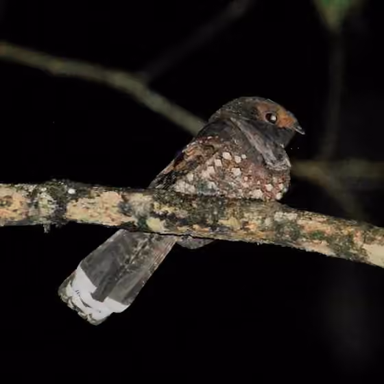 Dokumentasi Nyctiphrynus ocellatus