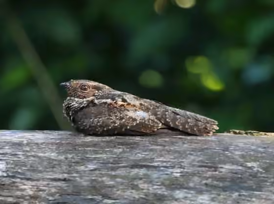 Dokumentasi Nyctipolus nigrescens