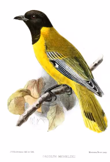 Ilustrasi Oriolus monacha