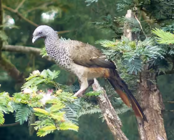 Dokumentasi Ortalis columbiana