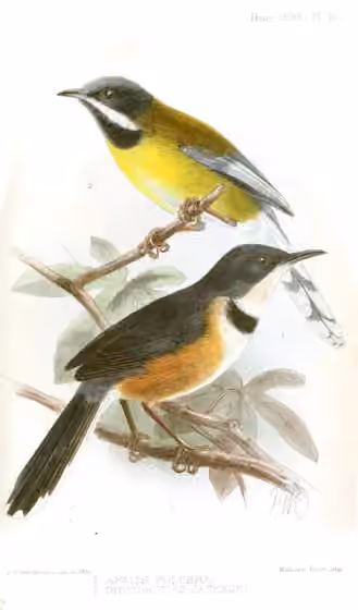 Ilustrasi Oreolais pulcher pada burung nomor 1 di bawah; burung nomor 2 di atas merupakan spesies lain.