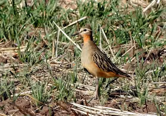 Dokumentasi Oreopholus ruficollis