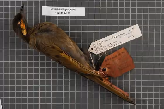 Spesimen museum Oreornis chrysogenys