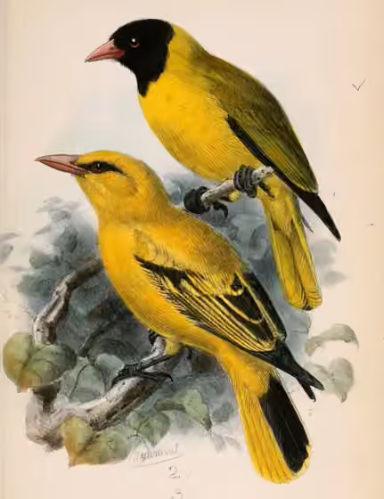 Pelat ilustrasi yang menampilkan Oriolus nigripennis bersama Oriolus auratus notatus.