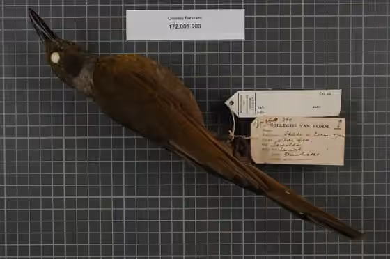 Spesimen museum Oriolus forsteni