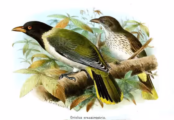 Ilustrasi Oriolus crassirostris
