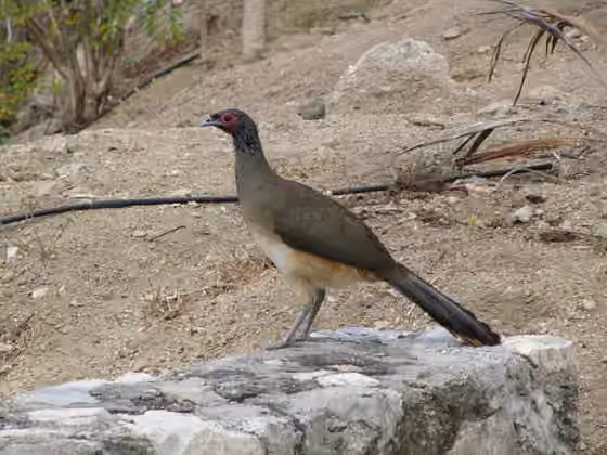 Dokumentasi Ortalis poliocephala