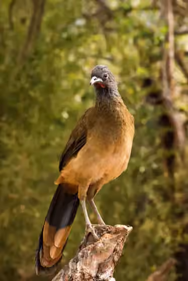Dokumentasi Ortalis ruficauda