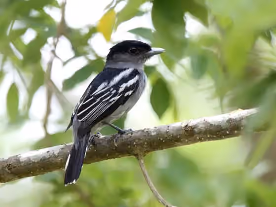 Dokumentasi Pachyramphus polychopterus
