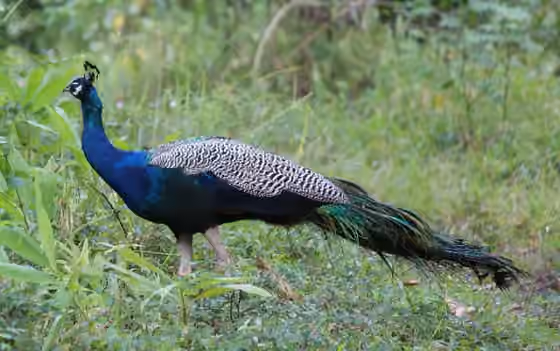 Dokumentasi Pavo cristatus