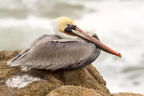 Dokumentasi Pelecanus occidentalis