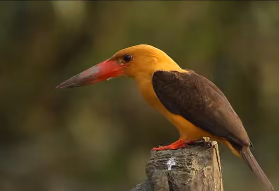 Dokumentasi Pelargopsis amauroptera