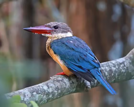 Dokumentasi Pelargopsis capensis