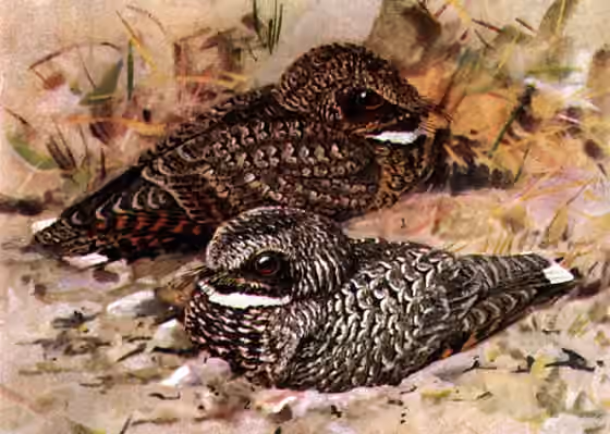 Ilustrasi dokumenter Phalaenoptilus nuttallii pada pelat dengan beberapa figur burung