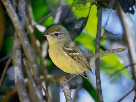 Dokumentasi Phylloscartes ventralis