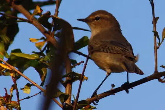 Dokumentasi Phylloscopus neglectus