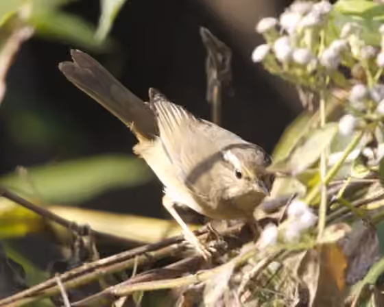 Dokumentasi Phylloscopus schwarzi