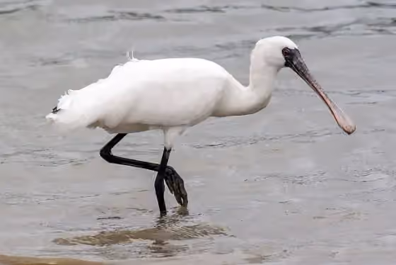 Dokumentasi Platalea minor
