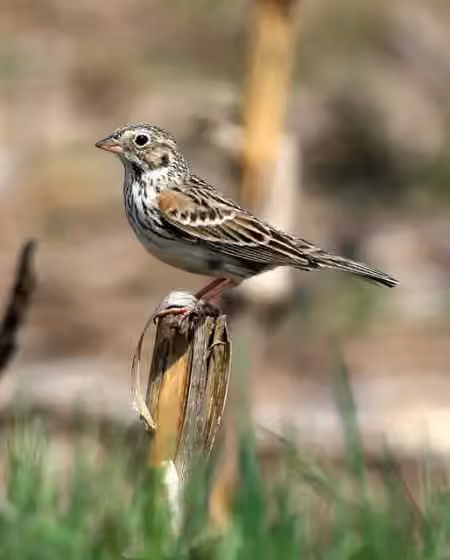 Dokumentasi Pooecetes gramineus