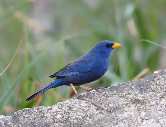 Dokumentasi Porphyrospiza caerulescens