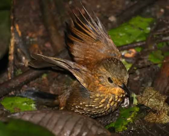 Dokumentasi Premnoplex brunnescens