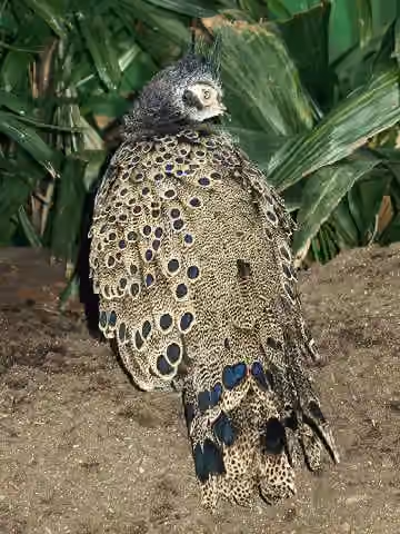 Dokumentasi Polyplectron malacense