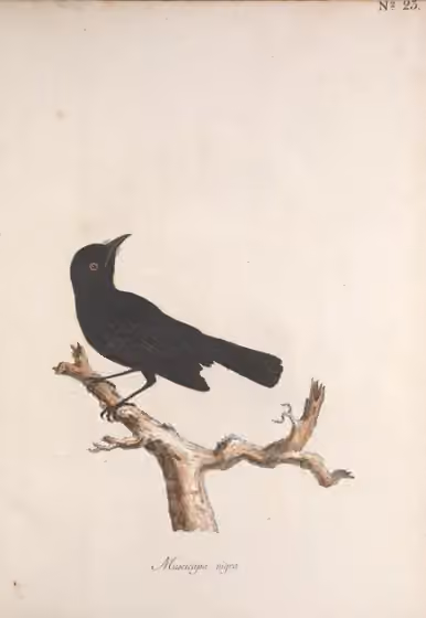 Ilustrasi Pomarea nigra