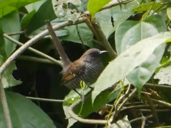 Dokumentasi Prinia bairdii