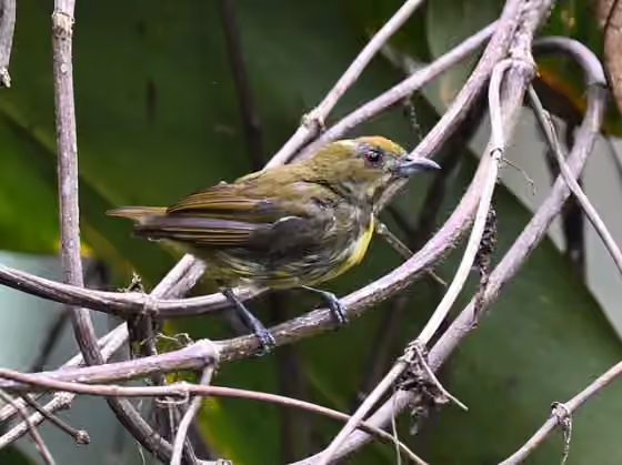 Dokumentasi Prionochilus maculatus